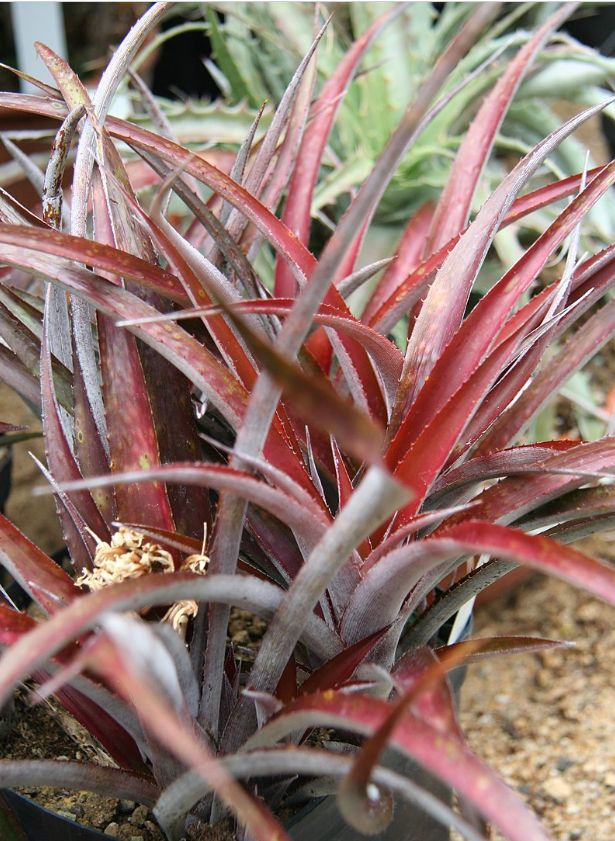 Cryptbergia rubra (syn. 'Red Burst')