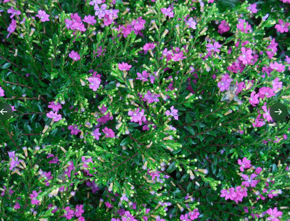 cuphea lavender lace plant Cuphea hyssopifolia FloriGlory 'Diana'