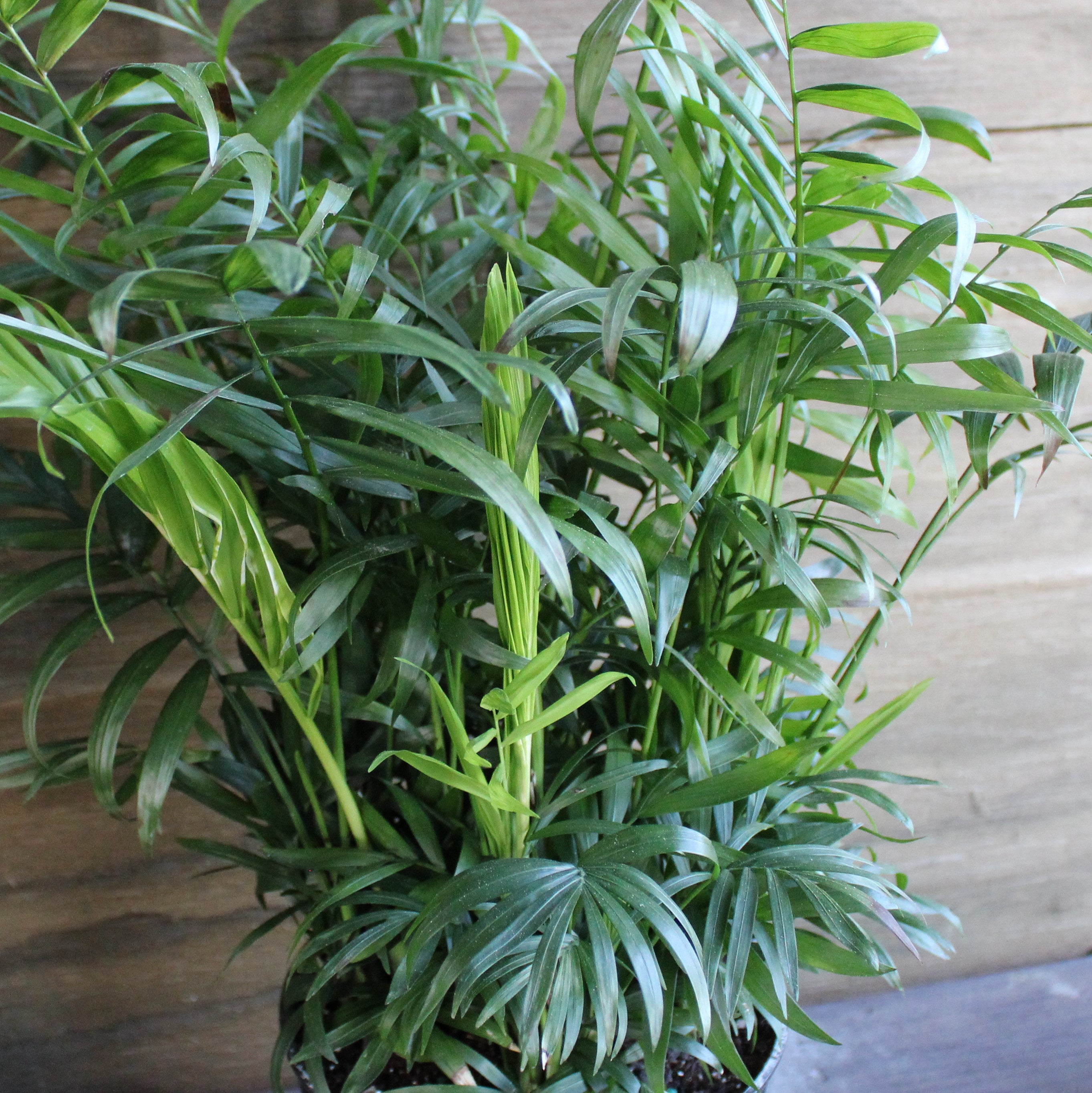 neanthe bella palm plant Palm