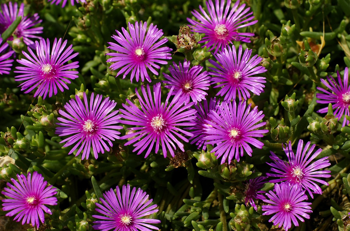 delosperma cooperi succulent Delosperma cooperi – Heron's Head Nursery