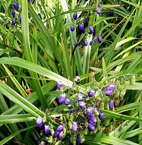 Dianella tasmanica