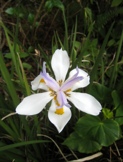 Dietes grandiflora