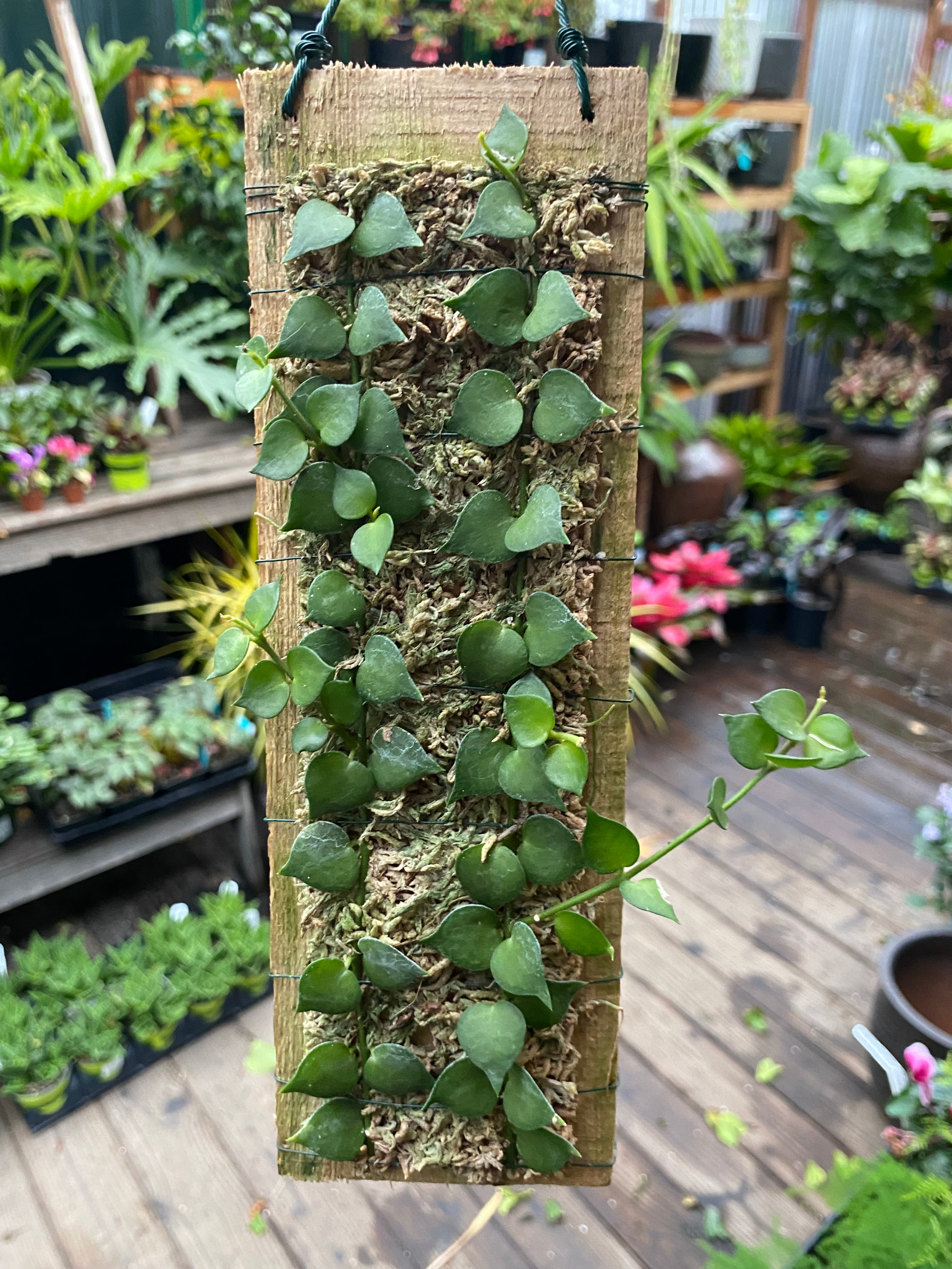 dischidia hanging plants Dischidia Plaque – Heron's Head Nursery
