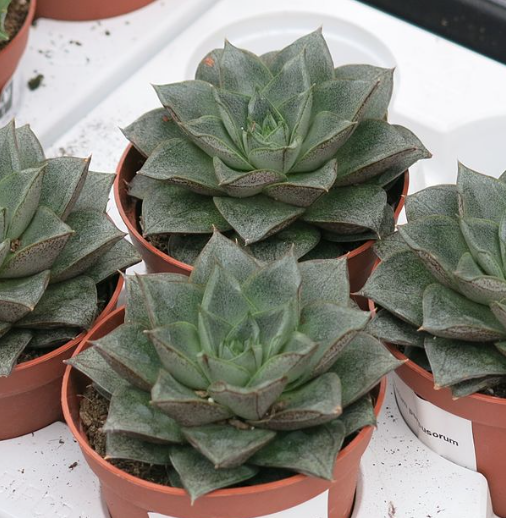 echeveria purpusorum succulent Echeveria purpusorum