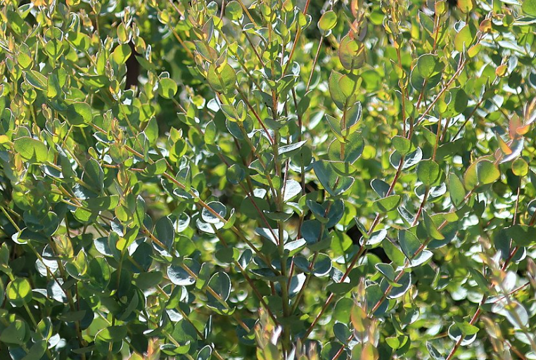 Eucalyptus lunata 'Moon Lagoon'