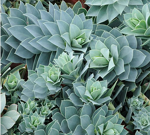 myrtle spurge succulent Euphorbia myrsinites – Heron's Head Nursery