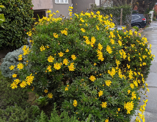 euryops plant Euryops pectinatus 'Viridis' – Heron's Head Nursery