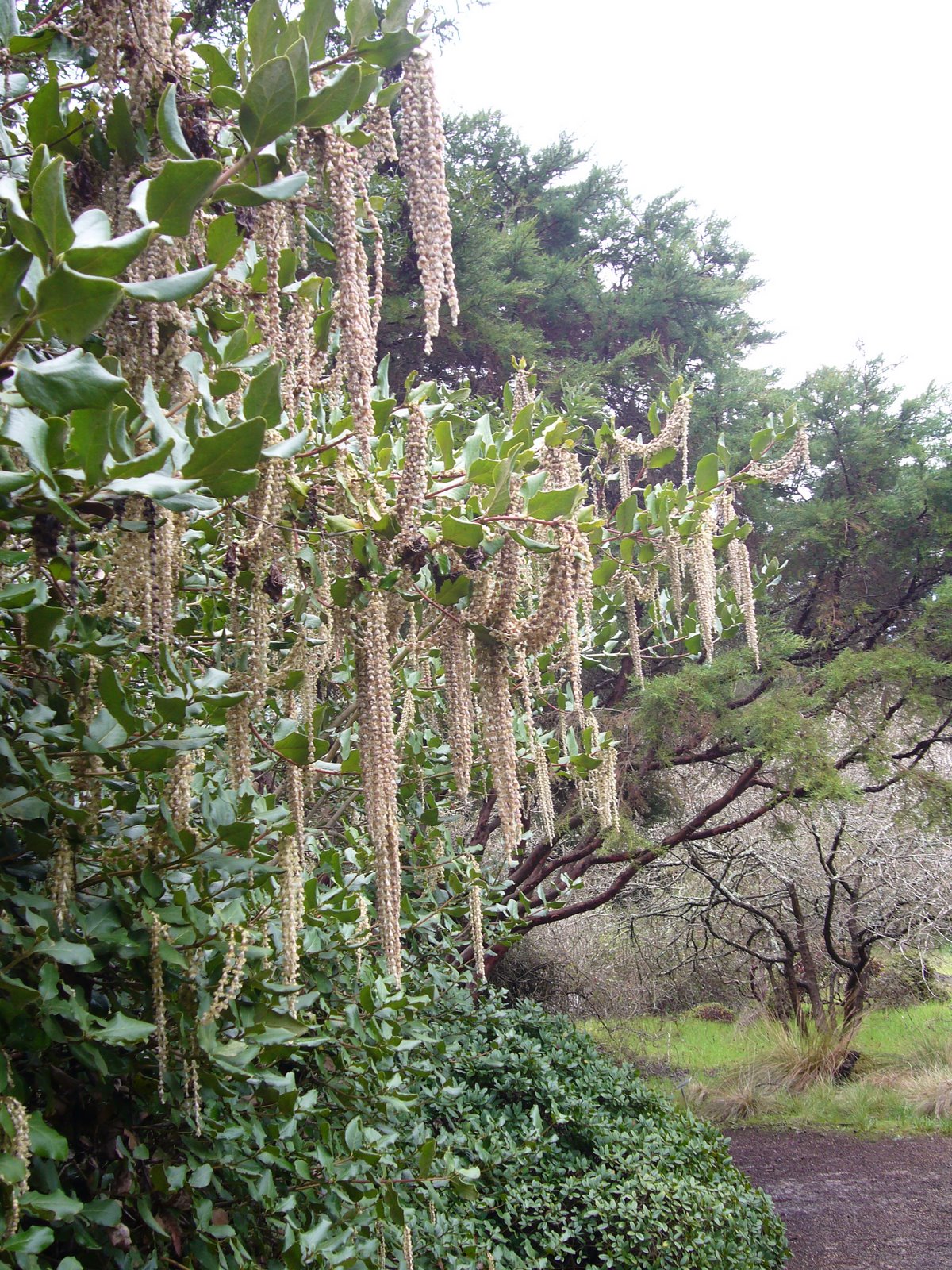 garrya elliptica philodendron Garrya elliptica 'Evie'