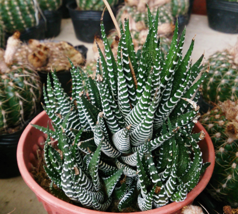 large plants band Haworthia attenuata 'Big Band' – Heron's Head Nursery