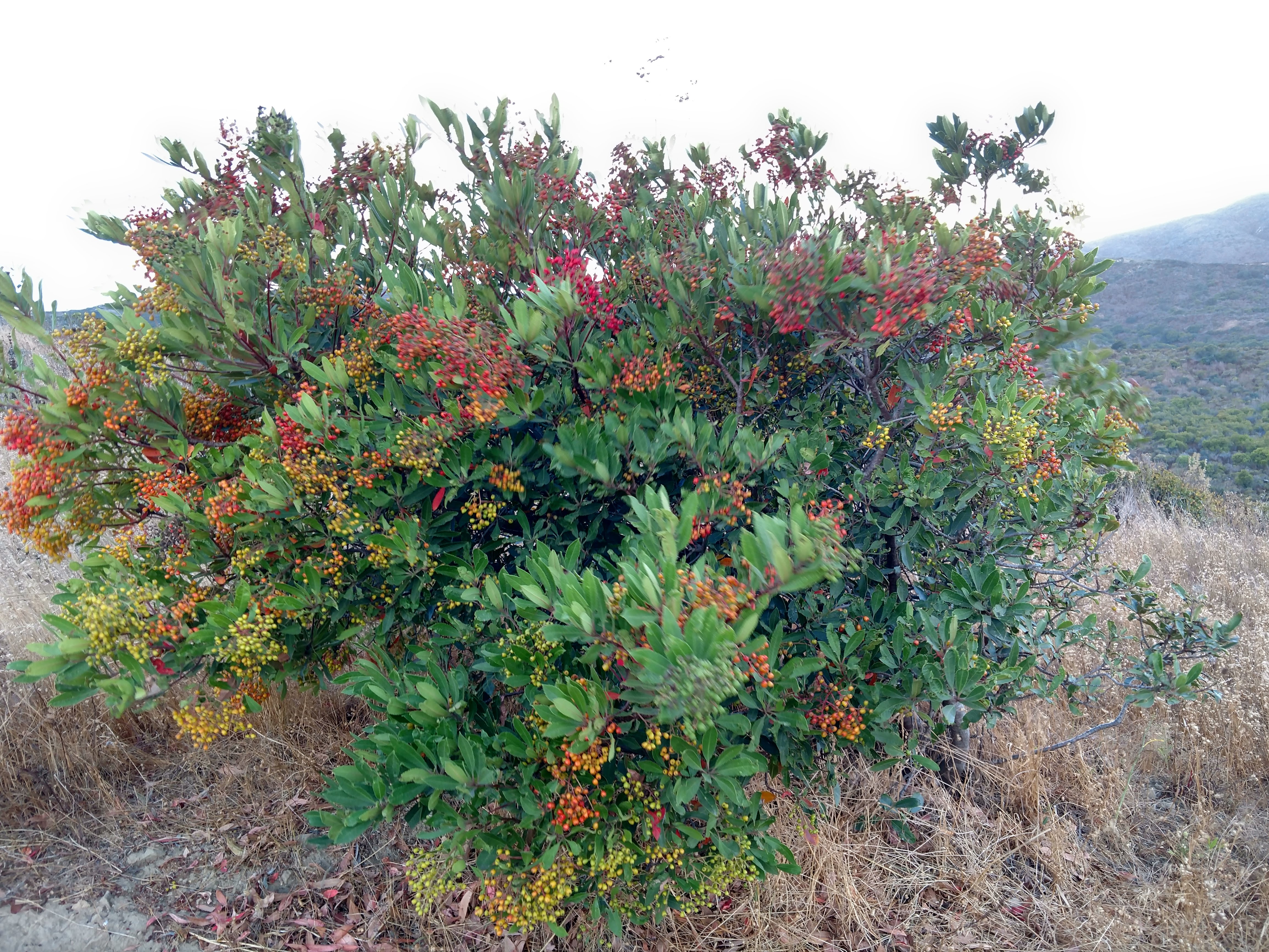 Heteromeles arbutifolia