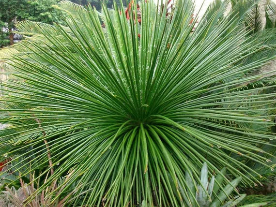 Agave geminiflora  Heron's Head Nursery