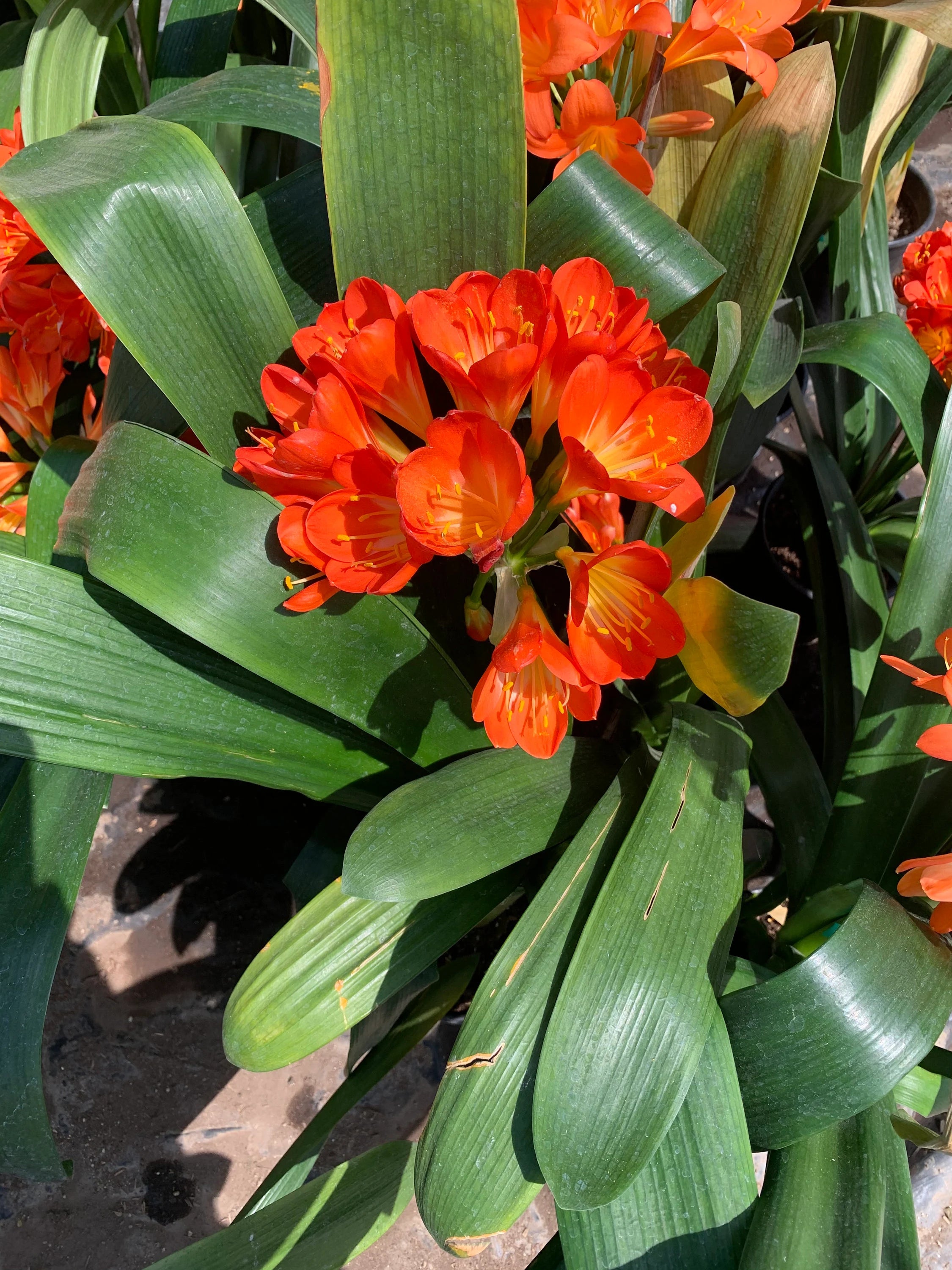 Clivia hybrid orange