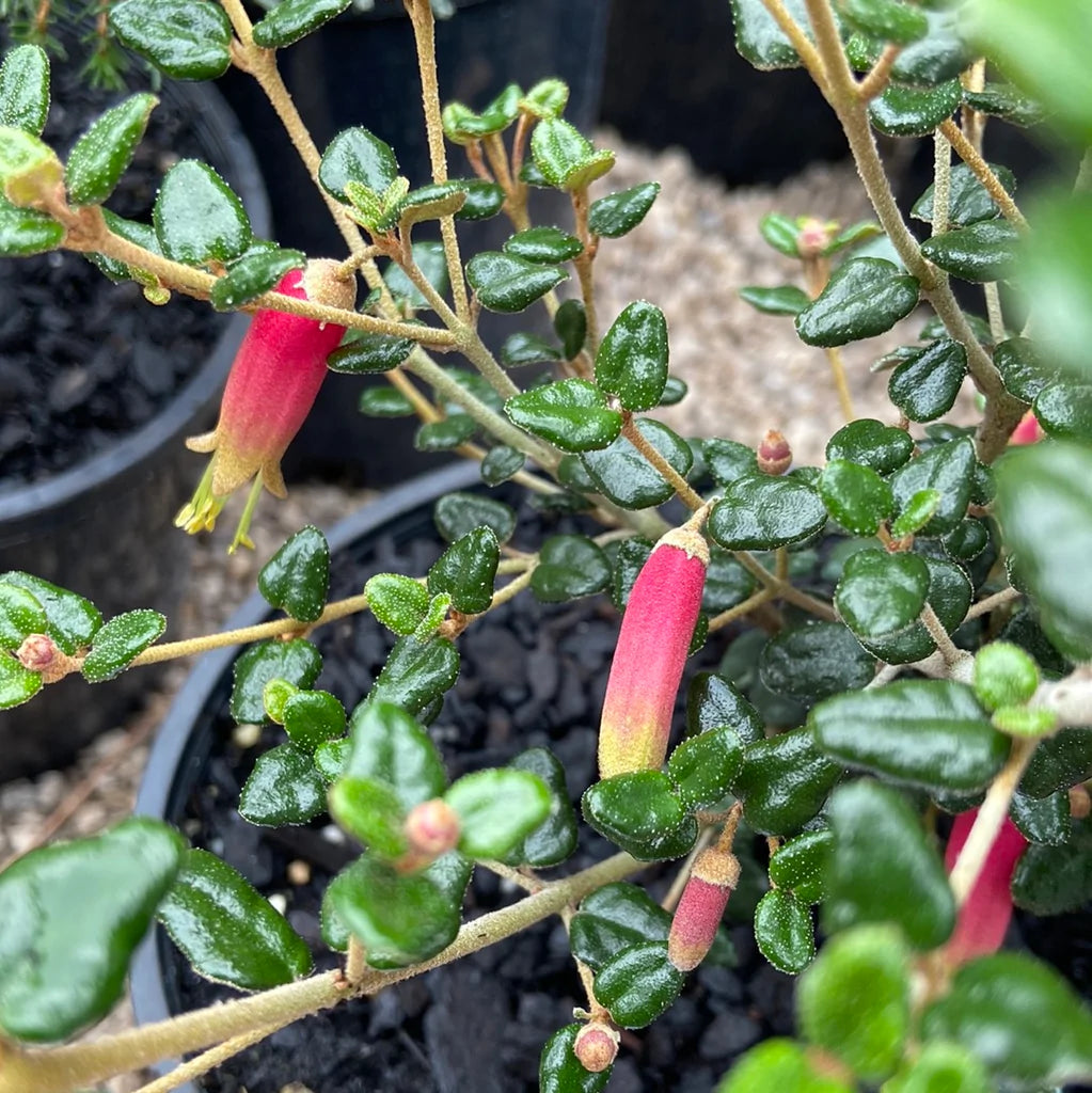 Correa reflexa 'Kangaroo Island' – Heron's Head Nursery