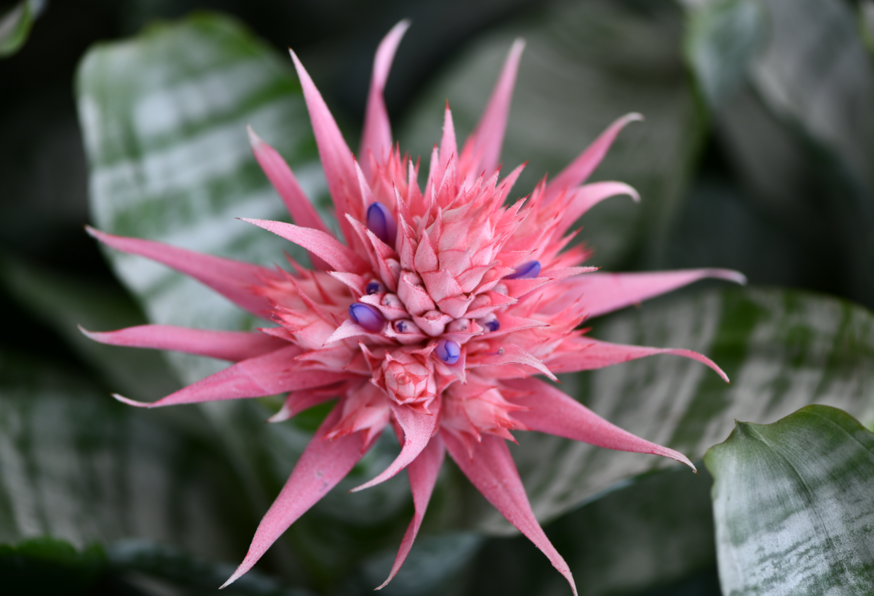 Aechmea fasciata – Heron's Head Nursery
