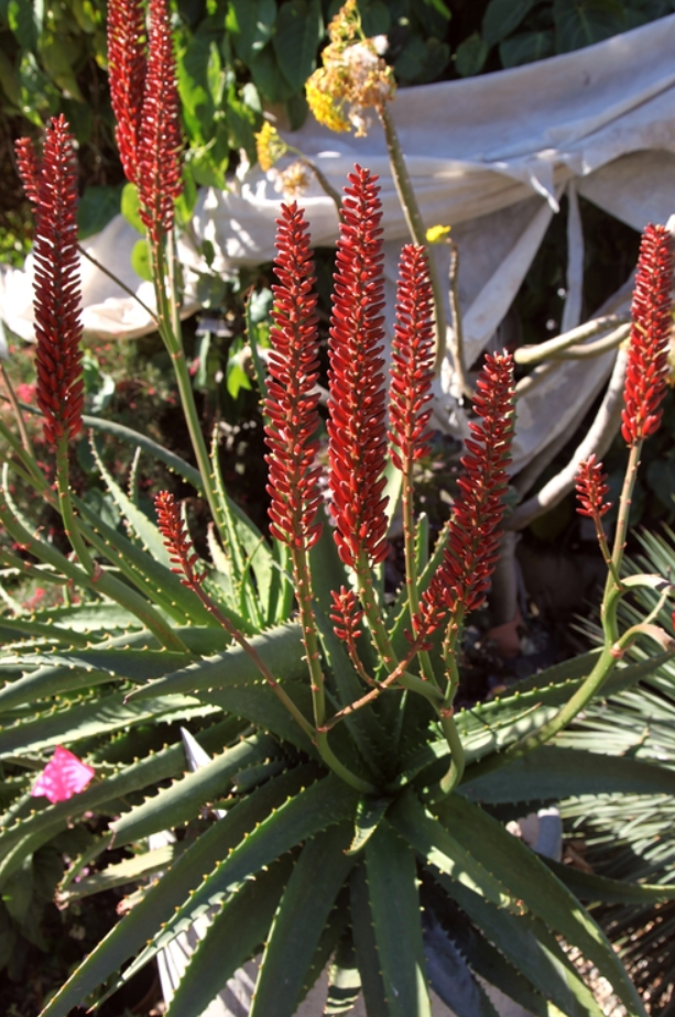 aloe vera plant red Aloe 'Erik the Red' – Heron's Head Nursery