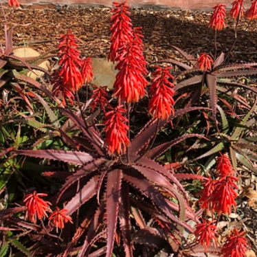 red aloe vera plant for sale Aloe cameronii – Heron's Head Nursery