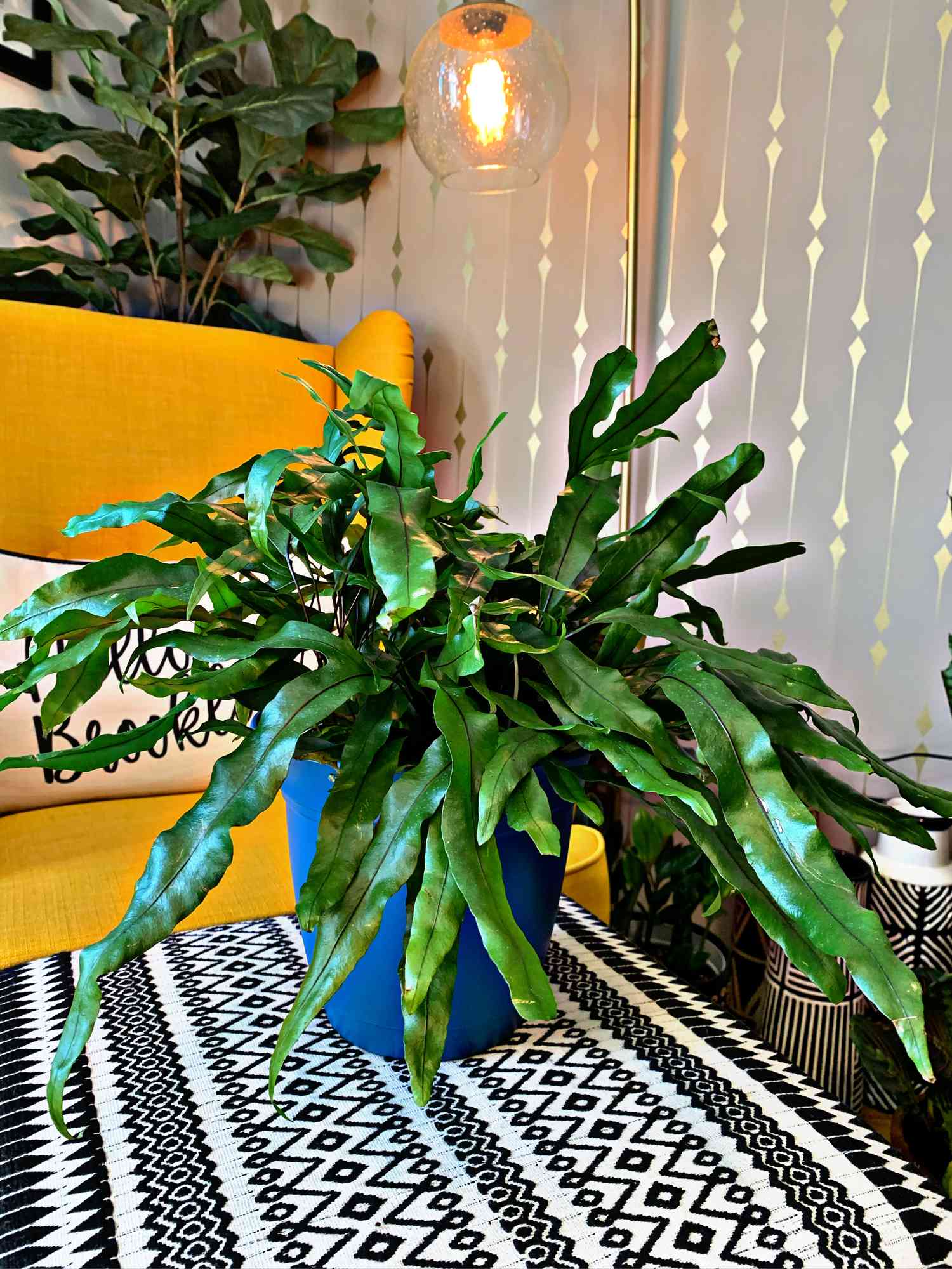 zealandia house plants Kangaroo Paw Fern (Microsorum pustulatum, Zealandia pustulata)