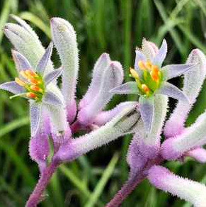 Anigozanthos 'Landscape Lilac' – Heron's Head Nursery