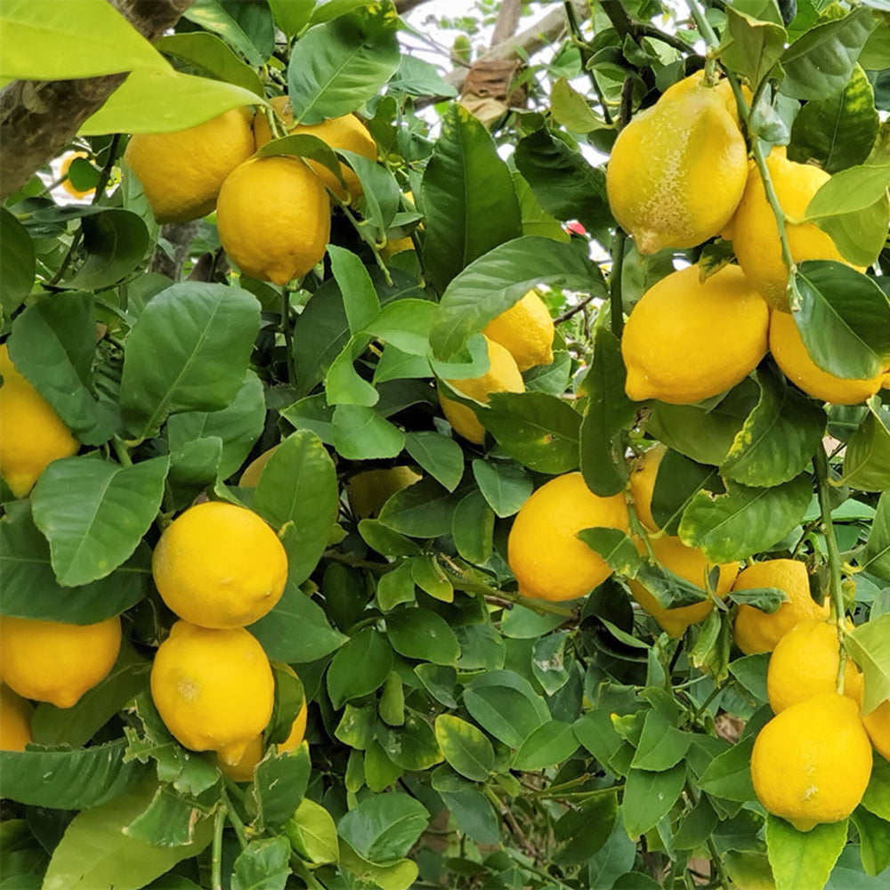 Citrus 'Lisbon' Lemon
