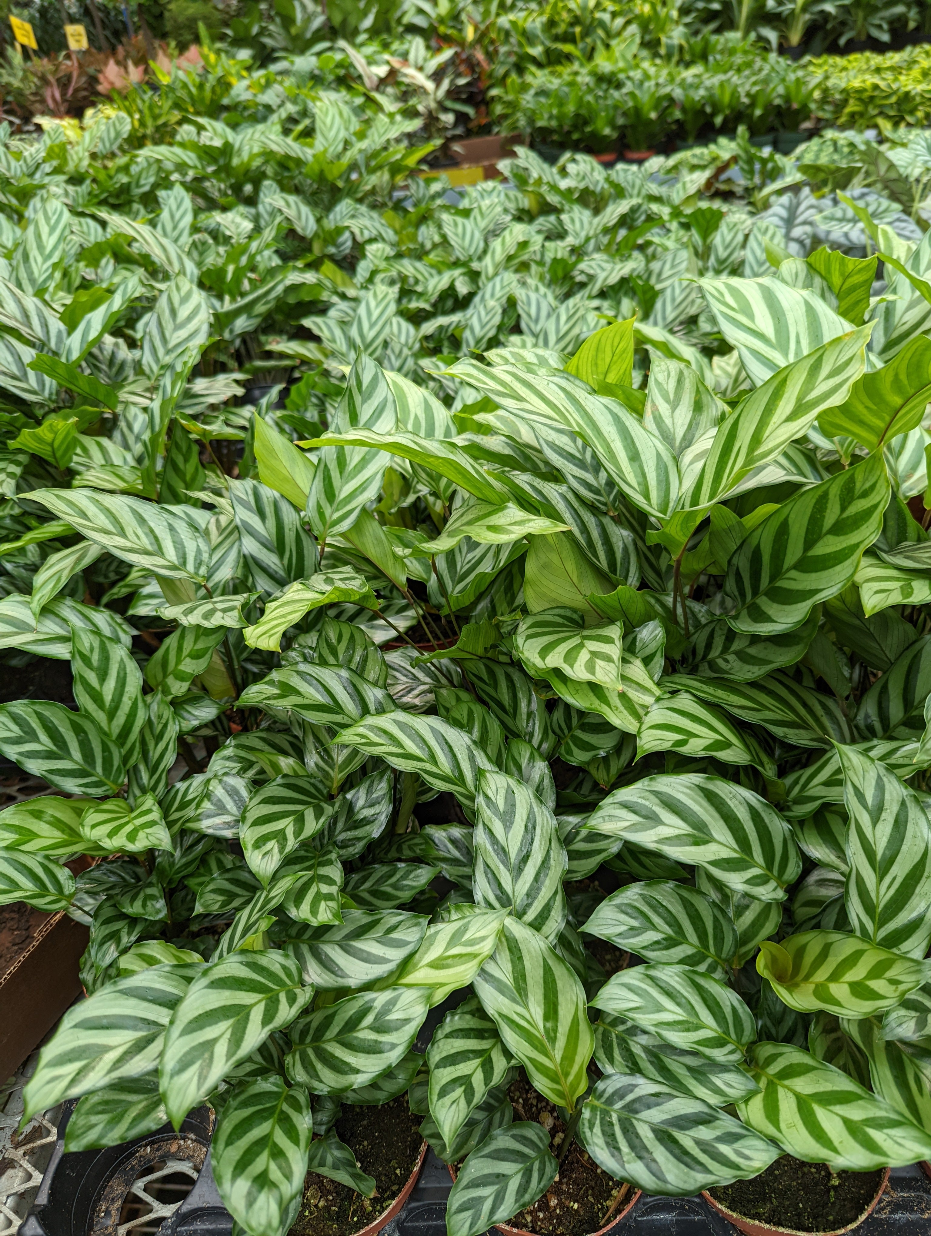 Calathea 'Leopardina' – Heron's Head Nursery