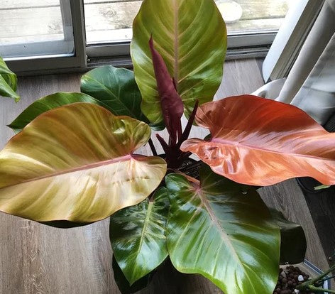 Philodendron 'McColley's Finale'