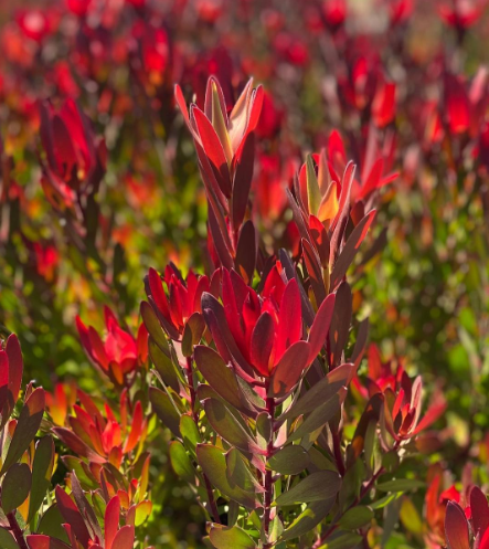 Leucadendron 'Red Gem'