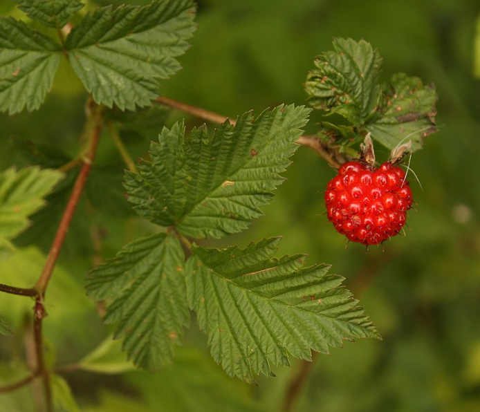 Rubus spectabilis Heron's Head Nursery