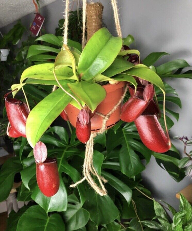 bloody mary plant Nepenthes 'Bloody Mary'