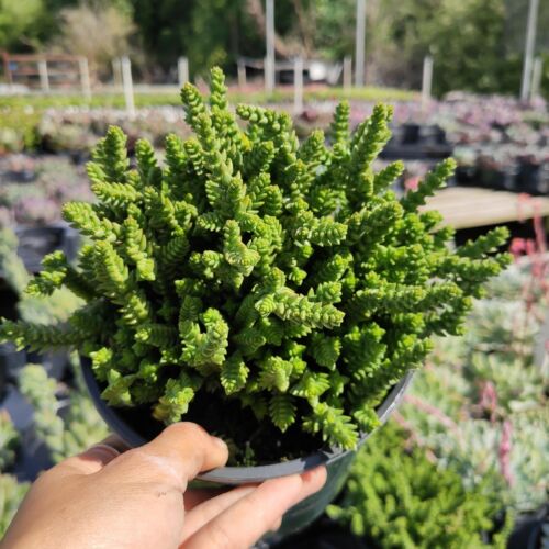 muscosa succulent Crassula muscosa