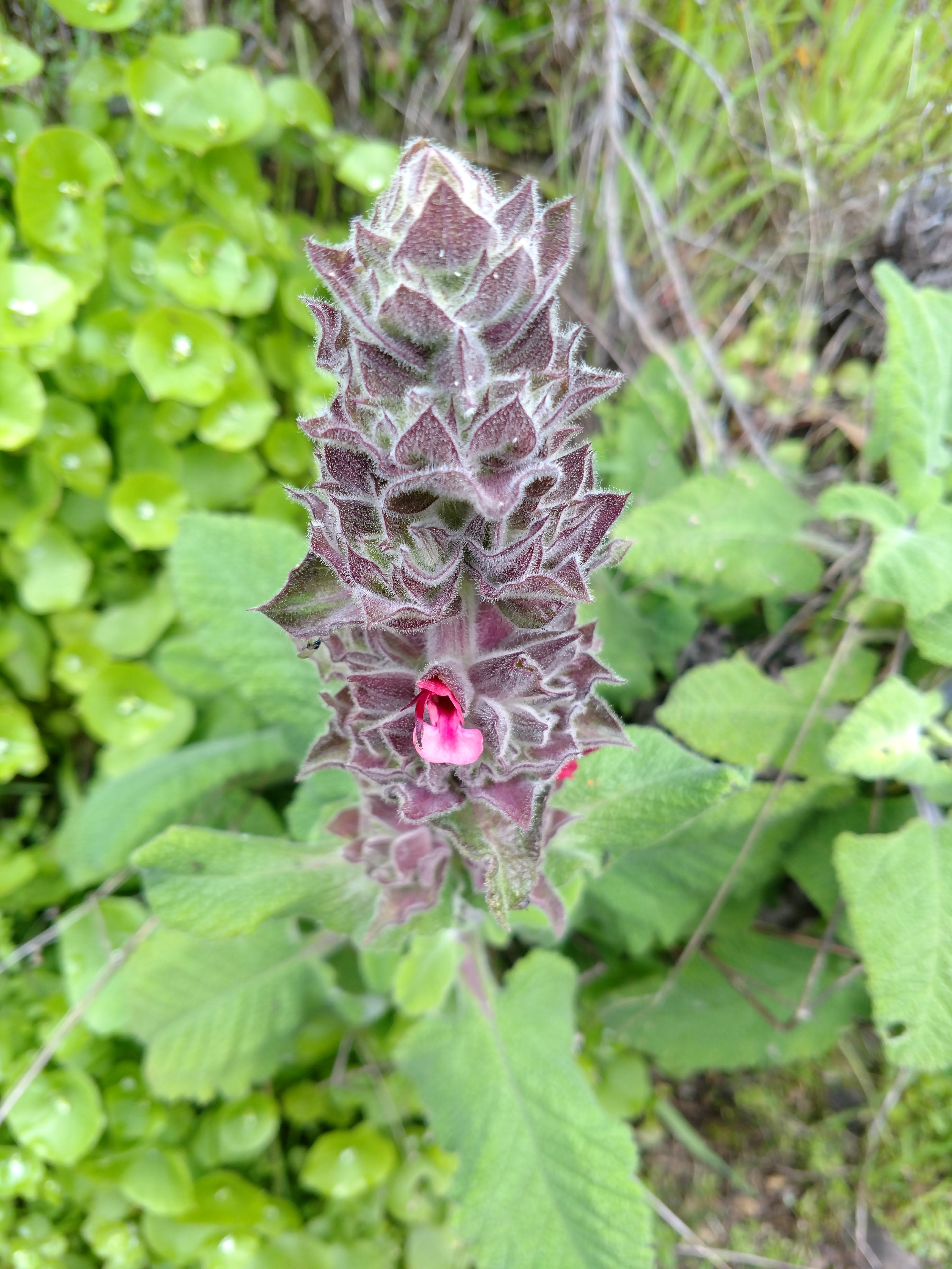 hummingbird sage plant Salvia spathacea – Heron's Head Nursery