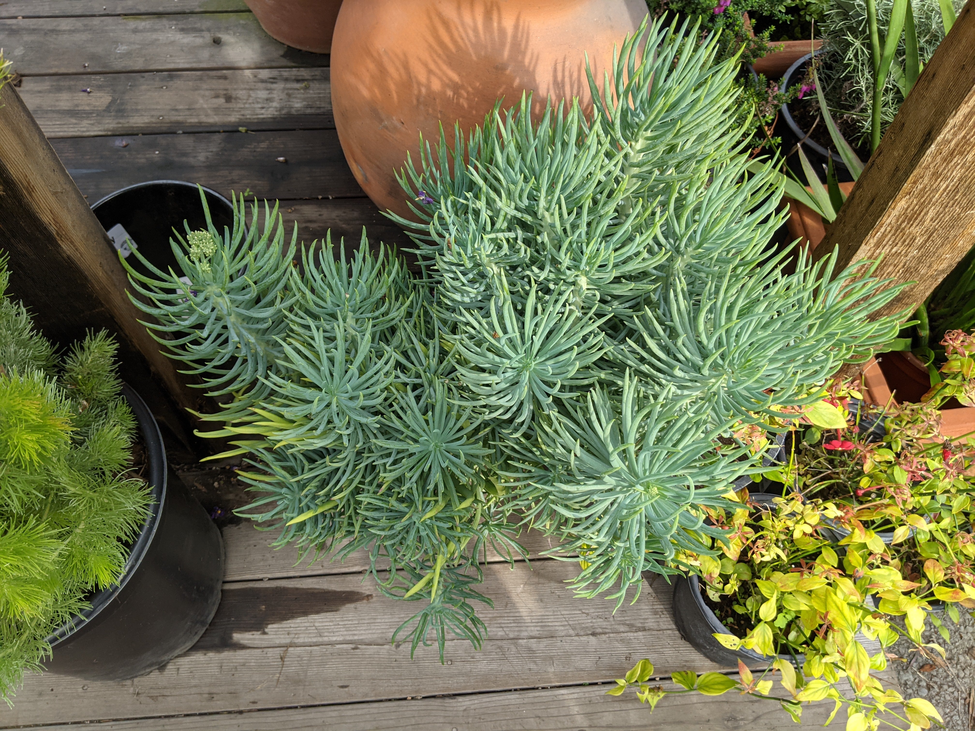 narrow leaf chalk stick succulent Senecio cylindricus (S. vitalis)