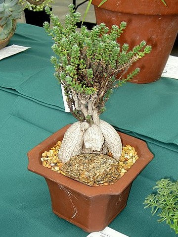african bonsai succulent Trichodiadema bulbosum – Heron's Head Nursery