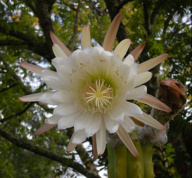 trichocereus pachanoi cactus Trichocereus pachanoi – Heron's Head Nursery