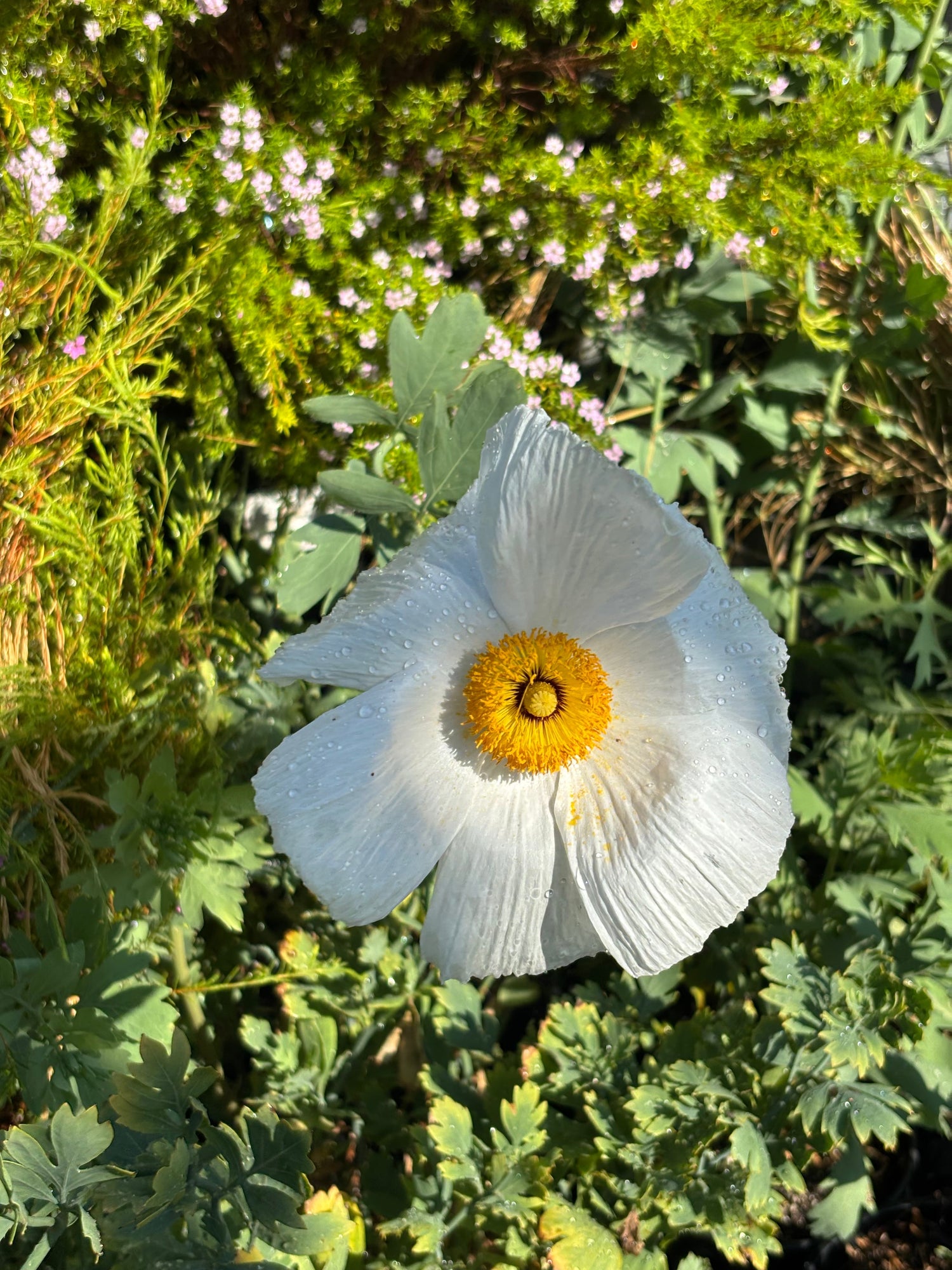 What Zac Posen (Still) Can’t Live Without