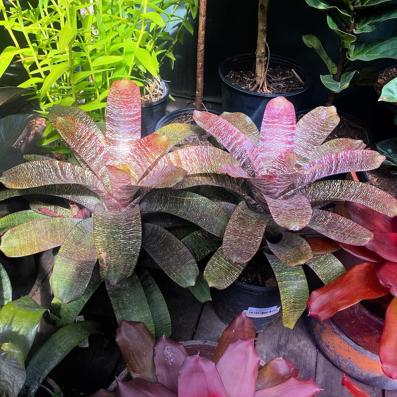 Bromeliads, Epiphytes & Orchids