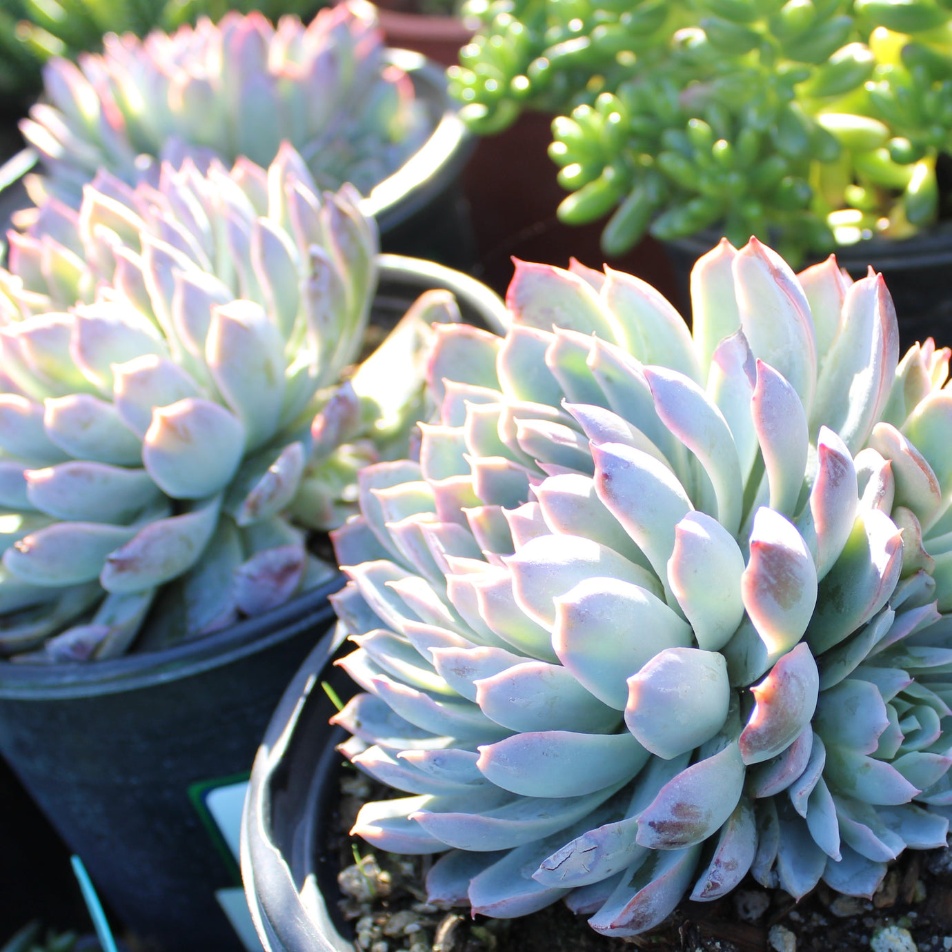 Succulents & Cactii