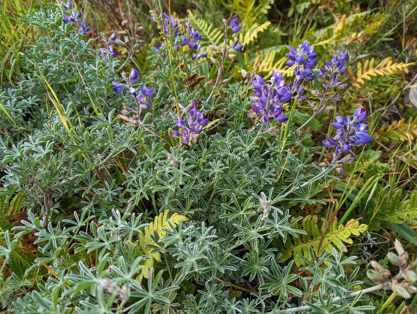 California Natives