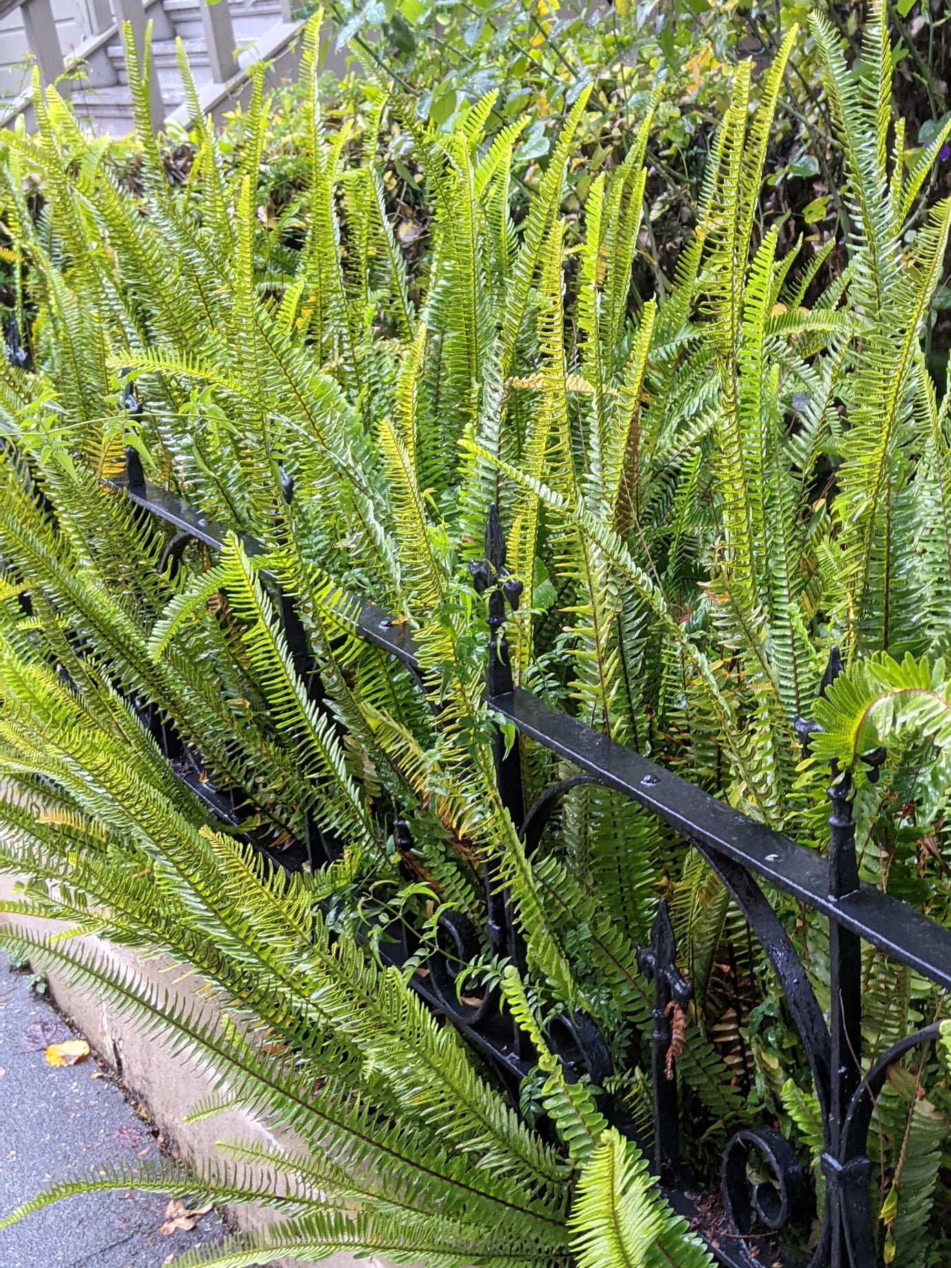 Ferns & Mosses