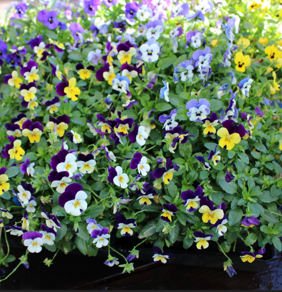 Annuals & Short-lived Perennials