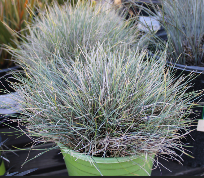 Grasses, Sedges, Rushes, Restios