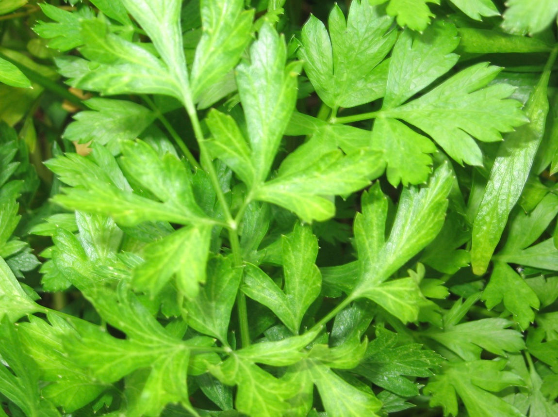 Parsley 'Italian Flat Leaf'