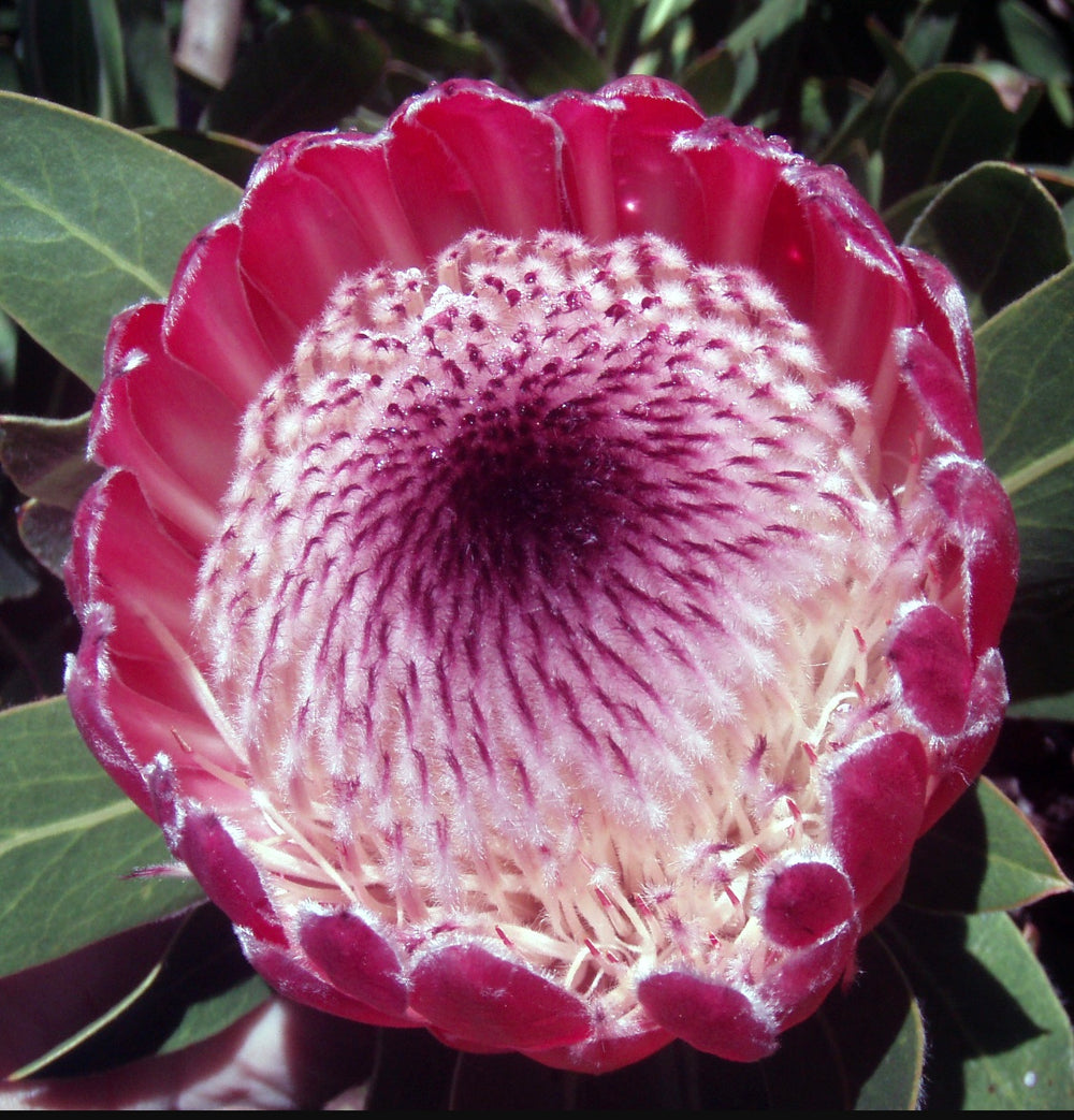 Protea 'Pink Ice'