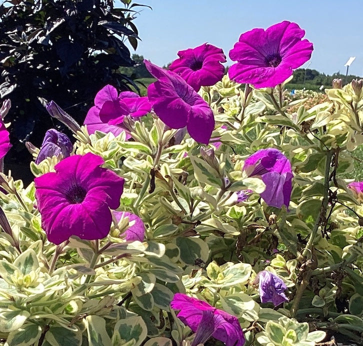 Petunia 'Glamouflage Grape'