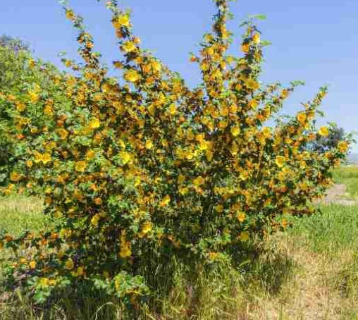 Fremontodendron californicum 'Pacific Sunset'