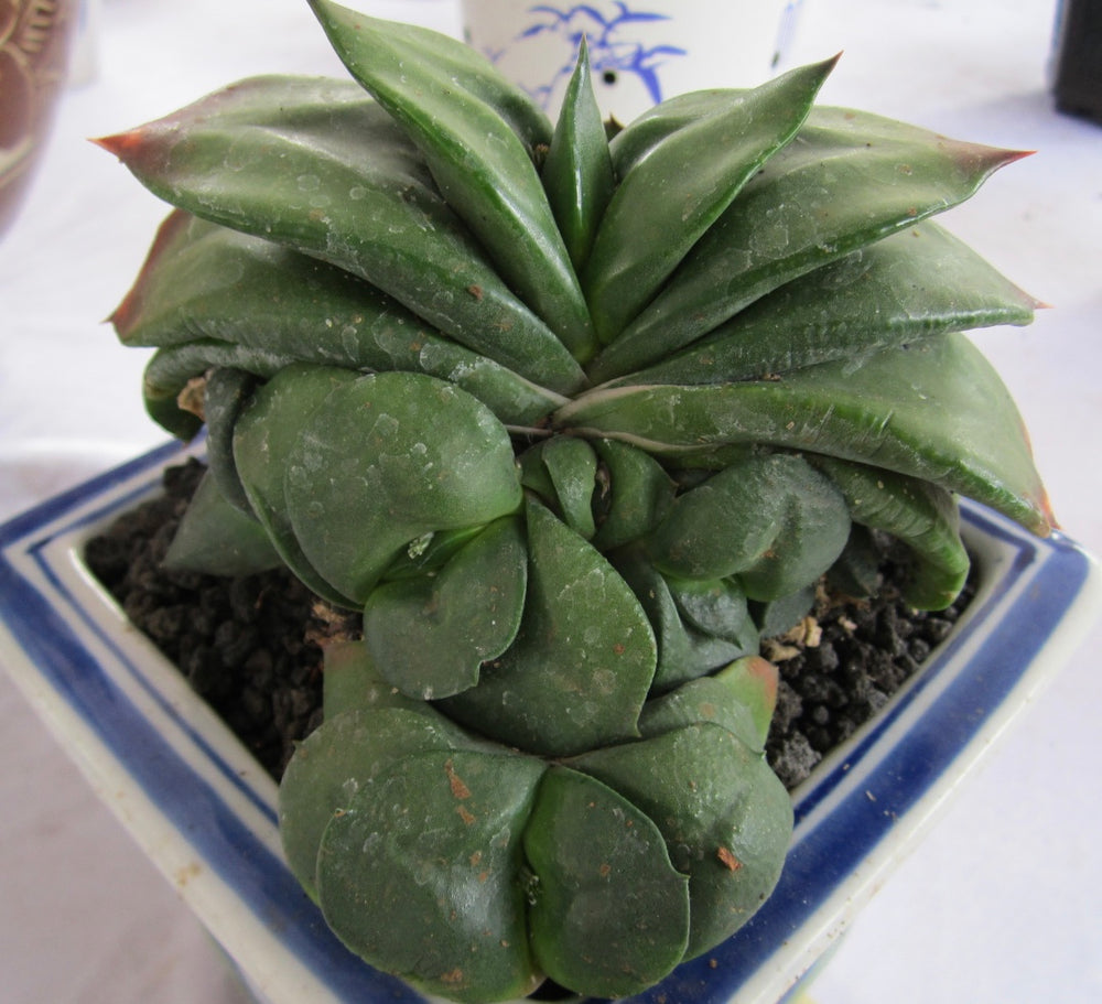 Gasteria armstrongii