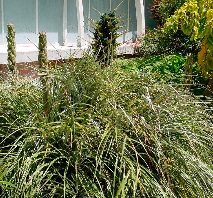 Puya alpestris