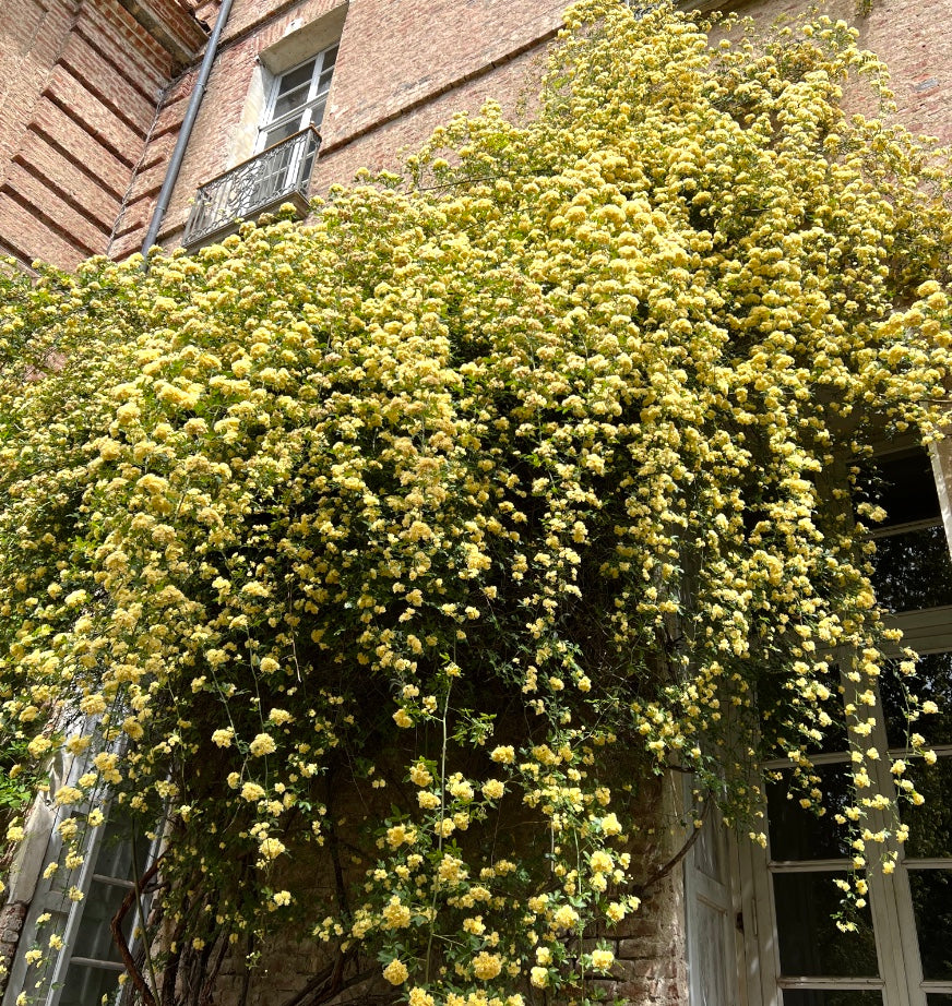 Rosa (Rose) banksiae var. 'Lutea'