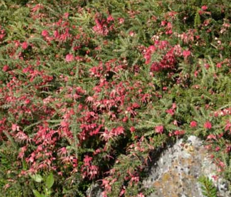 Grevillea lanigera 'Coastal Gem'