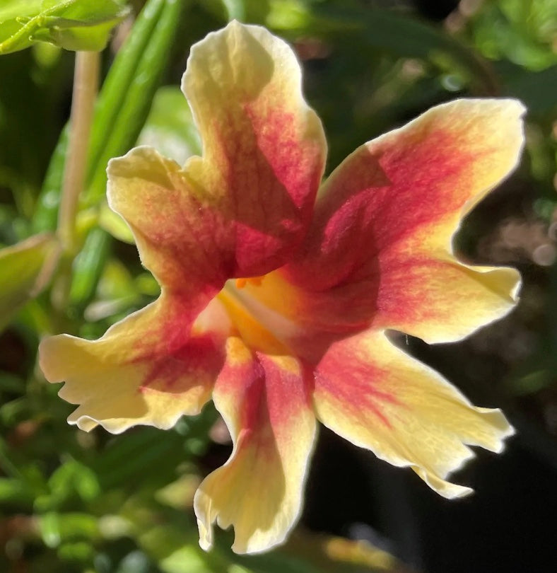 Diplacus (Mimulus) 'Changeling'