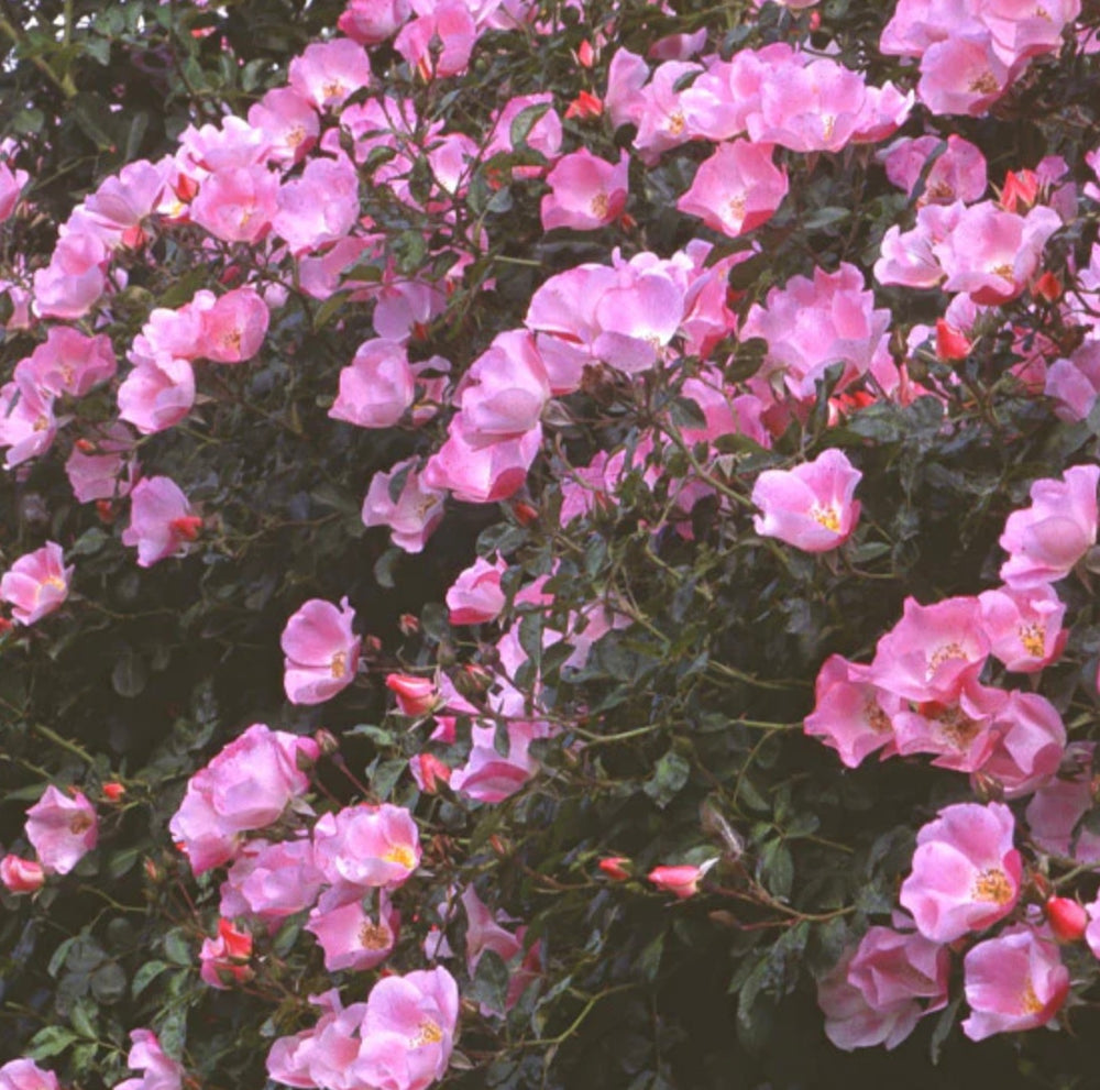 Rosa (Rose) 'Flower Carpet®' Amber